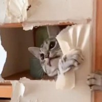 障子の張り替えをしていたら……様子を見にやってきた『猫の行動』に爆笑する人が続出「お手伝いｗｗ」「めちゃくちゃ笑った」と15万再生