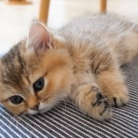 ウトウトする子猫→隣にもう一匹子猫がやってきて……『尊すぎる瞬間』に癒される人が続出「とっても可愛い」「ふわふわの天使たち」