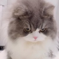 見慣れないケーキの容器を前に、猫が……あまりにも『可愛すぎる反応』に「大爆笑したｗ」「自分から触りに行くくせにｗ」と笑顔になる人が続出