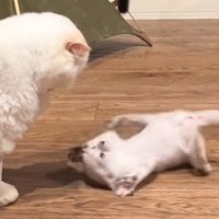 先輩猫にお腹を見せる子猫→『降参アピール』し始めたのかと思ったら…『想定外の動き』に爆笑の声「なんやコイツ感ｗ」「温度差かわいすぎｗ」