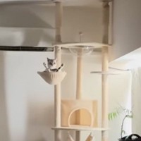 『朝起きて目を疑った』→猫の飼い主さんがリビングに向かうと…衝撃の光景が63万再生「スタイルも表情も良いｗ」「ギャップが凄すぎｗ」