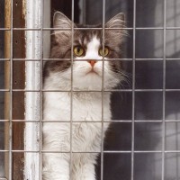 『元野良猫をお家猫』にしたいときの対処法5選　外猫を完全室内飼育することは可能？