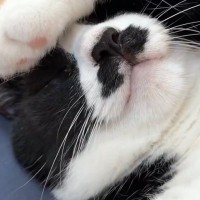 『床で気持ちよさそうに熟睡する猫』の様子を見ると……衝撃の光景に4万7000いいね「寝方がオッサンｗ」「人間にしか見えないｗ」と爆笑の声