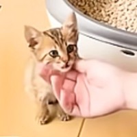 保護したときはとっても愛らしかった子猫が、1年後…思わず吹き出す『衝撃の変化』が108万再生「想像を超えてて笑ったｗ」「すごい貫禄ｗｗ」