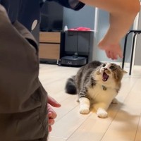 お父さんに『なぁ〜〜〜』と低い声で唸る猫…まさかの理由が衝撃的すぎると321万再生「脅威を感じてて笑った」「獣に見えているのかなｗ」