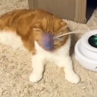 猫が自動のおもちゃで遊んでいるかと思ったら…まさかすぎる『使用方法』に吹き出す人が続出「声出たｗ」「マッサージなのかなｗ」と13万再生