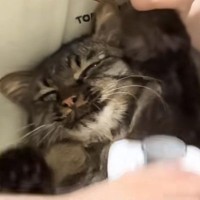 ブラッシングされる猫→あまりにも『無気力な様子』が可愛すぎると笑顔になる人が続出「ずっとしてあげたくなるねｗ」「マヌルネコみたいｗ」