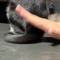 猫がしっぽでぺちぺちしてくるので止めてみた結果…予想外の『可愛すぎる反応』に「楽しくなっちゃうね」「ワイパーみたいｗ」と反響