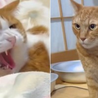 同居猫に喧嘩を仕掛けようとしたら、先に威嚇されて…納得のいかない猫が見せた『衝撃の表情』が20万再生「想像以上に納得いってないｗｗｗ」