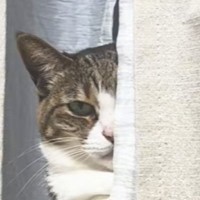 パパのことが大好きすぎる猫→ママと仲良くしていないか『監視してくる様子』に爆笑の声「泥棒猫がって思ってそうｗ」「静かな圧ｗ」と13万再生