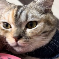 甘えてきた猫を抱っこして喋りかけたら…嘘みたいな『鳴き声』に爆笑する人が続出「想像以上に言ってるｗ」「食い気味で笑った」と13万再生