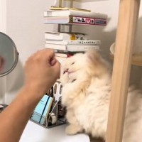 短いおてての猫が飼い主さんに『反撃』した結果…あまりにも可愛すぎる『パンチの瞬間』が73万再生「心打たれた」「破壊力は抜群」と悶絶の声