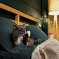猫が『飼い主の布団を奪う』3つの理由　入ってくるときの注意点と対処法を解説