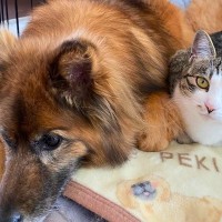 『猫と犬』が仲良く生活するためのポイント4つ　安全に同居させる方法やしつけの工夫もご紹介
