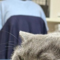 勉強中、背後にいる『猫の表情』を見てみたら……思わず笑顔になる光景に２万いいねの反響「ジブリのワンシーンみたい」「すごく良いねｗ」