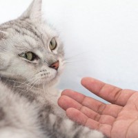 猫からの信頼を失う『飼い主の裏切り行為』3選　愛猫と関係修復するためのコツも