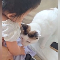 0歳の赤ちゃんに近づいて行った猫が、次の瞬間…まさかの『尊すぎる光景』に９万いいねの大反響「保育士ならぬ保育猫」「わぁ優しい世界」