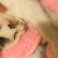 病院で『目が見えなくなる』と言われた子猫→諦められなくて行動した結果…号泣必至の展開が184万再生「とても素敵」「感動して涙が溢れた」