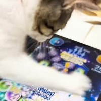 猫にツムツムをやらせてみたら…想像をはるかに超えてくる『驚愕の天才プレイ』が177万再生「俺よりも上手いのかよ」「プロゲーマーかなｗ」
