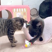 全力で遊ぶ赤ちゃんネコたち→終わったら１列に並んで…信じられないほど尊い『いただきますの光景』に「一斉にペロペロ」「楽しいね」と反響