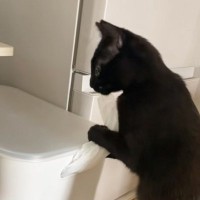 イタズラをしていた黒猫→『見られていること』に気が付くと…つい笑っちゃう『可愛すぎる反応』が31万再生「誤魔化してるｗ」「器用だなぁｗ」