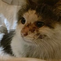 ケガをしていた『生後半年ほどの猫』と出会い、保護した結果…家族になってから別れの日までの軌跡に反響「幸せになれて本当によかった」