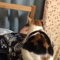 自分から乗ってきたくせに…男性が動くと→猫が見せたとんでもなく理不尽な行動に"大爆笑"149万再生「本当に面白い」「理不尽の極みｗ」