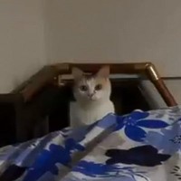 「もう羨ましすぎる」寝ようとベッドに入ったら、『猫』が追いかけてきて…次の瞬間→幸せいっぱいの尊い光景が81万再生「やだぁ可愛い」