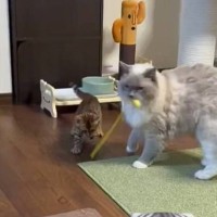 子猫と遊んであげる先輩猫を見たら…あまりにも賢い『おもちゃを使う様子』に癒される人が続出「新しい子守りの仕方ｗ」「すごいね」