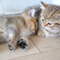 まだ毛がパヤパヤの子猫たち→眠たくなるとくっついて…あまりにも『尊い光景』に悶絶「なかよしこよししか勝たんというやつ」「愛らしい」
