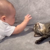 触りたそうに手を伸ばしてくる赤ちゃんに…猫が見せた『素敵すぎる神対応』の様子が16万再生「優しすぎて泣ける」「可愛いが溢れてる」