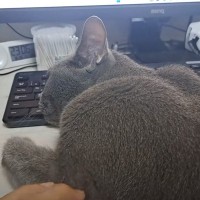 パソコンで作業をしたい飼い主さん→猫がやって来ると…『とんでもない体勢で邪魔してくる様子』に爆笑の声「寝落ちしたサラリーマンｗ」