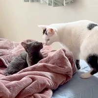 両親の旅行中、娘が５匹のネコと留守番することに→『寂しがるかな』と思ったら…素敵すぎる『意外な展開』が話題「貴重なドアップありがとう」