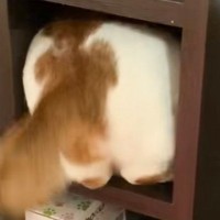 『狭いところに無理やり入ろうとする猫』を見守っていたら…まさかの瞬間が200万再生「頑張ったのにｗｗ」「職場で大声出たｗ」と爆笑の声