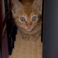 おびえていた保護子猫にそっと寄り添ってくれたのは…心温まる光景と『３年後の様子』に感動の声「ジーンとした」「愛おしくて泣ける」