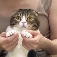 飼い主さんに甘えていた猫ちゃん→苦手な"爪切り"に連行されて…可愛くてたまらない光景が６万再生「頑張ってるのかわいい」「癒されたｗ」