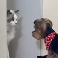 猫が『実家の犬』と初めて対面した結果…まさかの『表情』が可愛すぎると18万再生「なんて平和」「陽キャドッグとドン引きキャット」