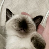 「可愛すぎて気絶した」すやすやと眠る子猫を見たら…エビフライそっくりな『まさかのポーズ』に12万いいねの大反響「エビフライの赤ちゃんｗ」