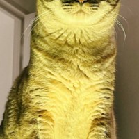 『ライトに照らされていた猫』→顔を見たら……思わず恐怖を感じる『ホラーな瞬間』に「夜中なら間違いなく声出るｗ」「超絶怖い」と反響