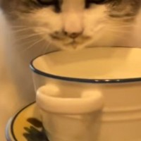 『ティーカップに入った水を飲む猫』の様子を見てみると…まさかの『衝撃的な顔』に笑っちゃう人が続出「圧が凄いｗ」「真剣すぎて可愛いｗ」