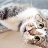 『運動神経がイマイチな猫』がみせる3つの行動　安全に暮らすために注意したいポイント