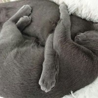 猫たちが『団子』になって固まる理由3つ　行動に隠された心理や習性を解説