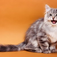 猫が『クラッキング』しているときの心理4選　独特な鳴き声に隠された意味とは