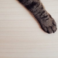 猫が『ドアの下から手を伸ばしてくる』つの理由　構ってはいけない？上手な対処法を解説