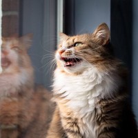 猫が『発情期』に見せるサイン3つ　オスとメスの違いは？