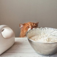 猫に『生クリーム』を与えても問題ない？知っておきたい3つの注意点から健康リスクまで