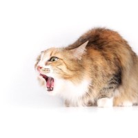 猫の命を脅かす『膵炎』とは？急性と慢性の違いから、治療・予防法まで徹底解説