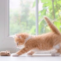 子猫の『成長を邪魔する』飼い主のNG行動5つ　健やかに育てるために今すぐ見直すべきポイントとは