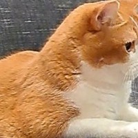 ソファーでくつろいでいた猫→『後ろ足』を見てみたら…予想外の『中途半端な体勢』に「座ればいいのにｗ」「逆に疲れそうｗ」と２万いいね