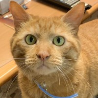 廊下で倒れているお父さんを発見した猫が、次の瞬間…『家族の命を救った』感動のエピソードに24万いいね「表彰だね」「本当にお手柄だ」